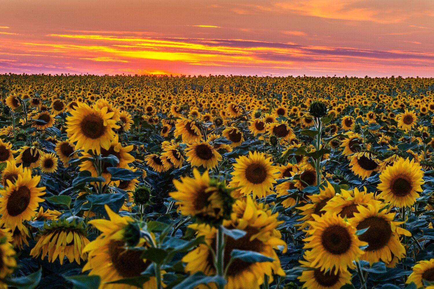 , Павел Сагайдак