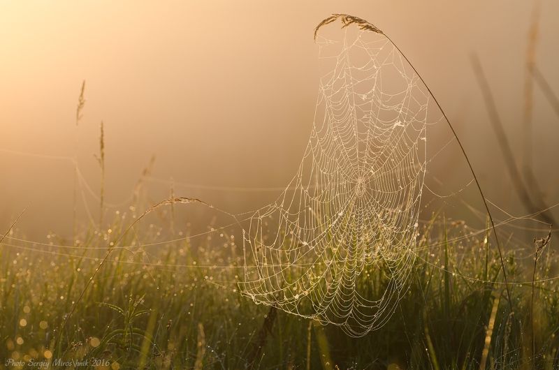 Майская паутина фото превью