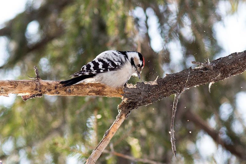 Малый пестрый дятел за работой фото превью