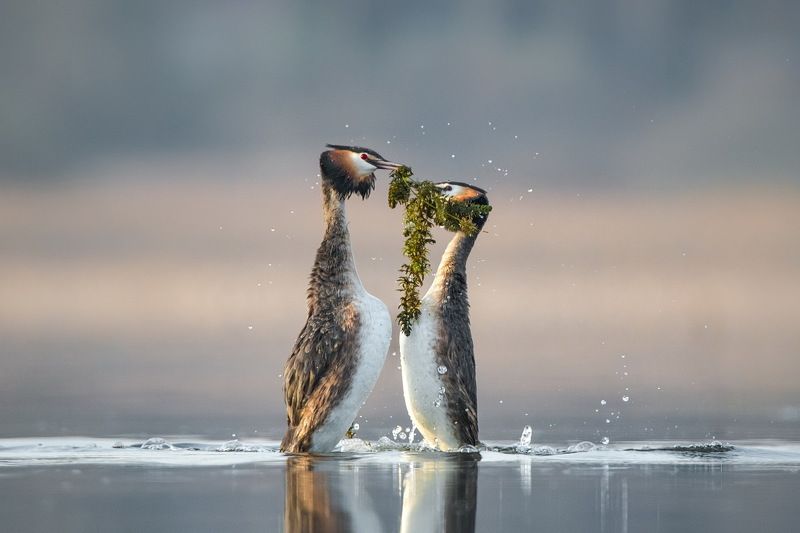 Кто выше. фото превью