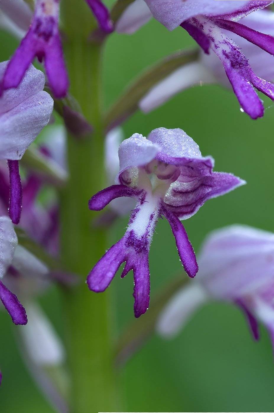 природа, макро, растения, цветы, орхидные, ятрышник, Александр Земляной