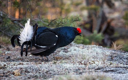 На тетеревином току.