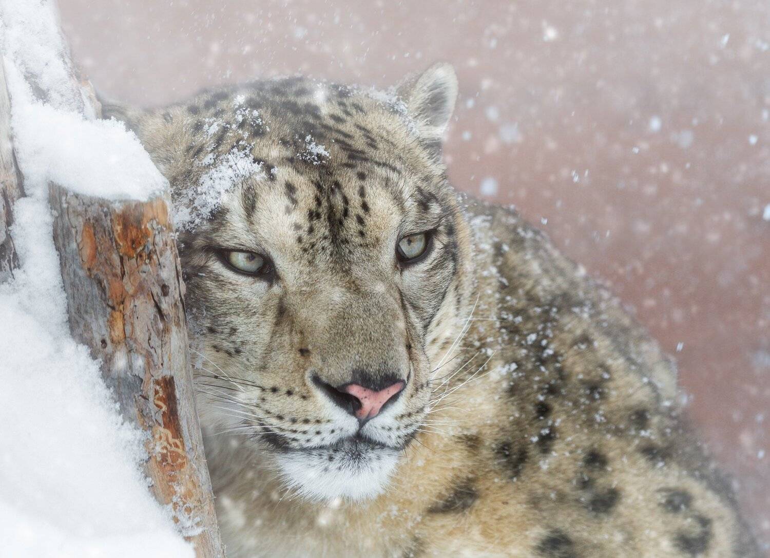 снежный барс, Олег Богданов