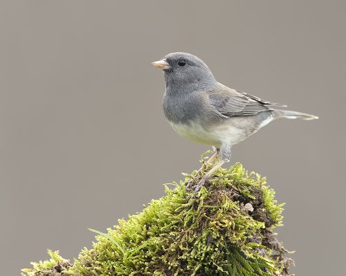 Юнко -Dark-eyed Junco