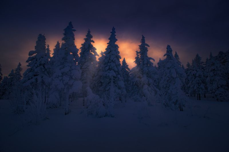 Сквозь ели фото превью