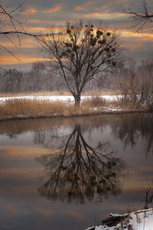 зима, февраль, берег, река,лес На закате зимы ... фото превью