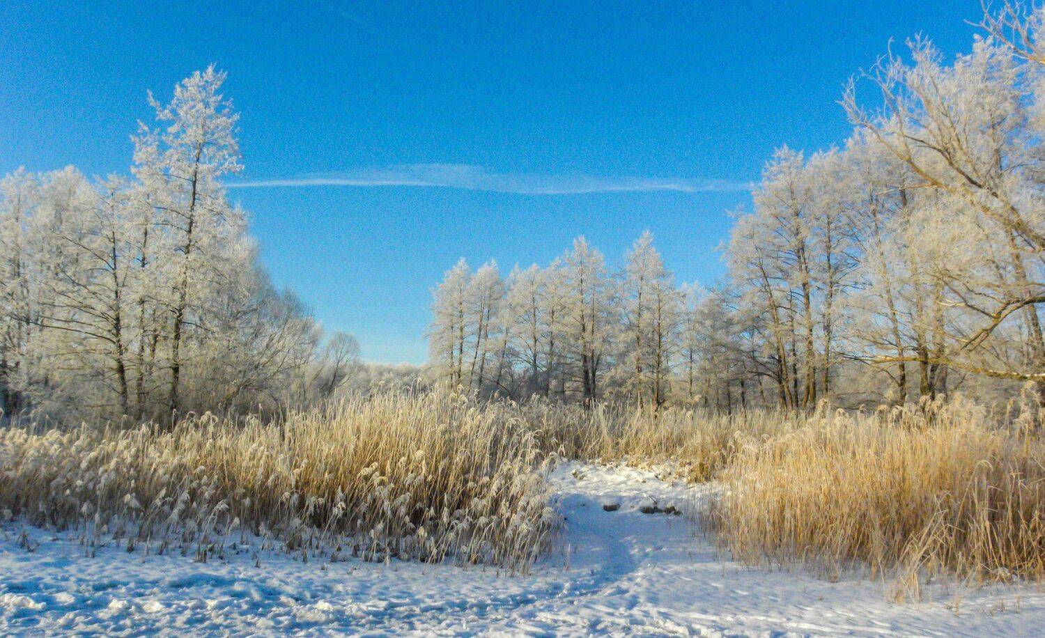 лес, зима, иней, мороз, ольха, Руслан Востриков