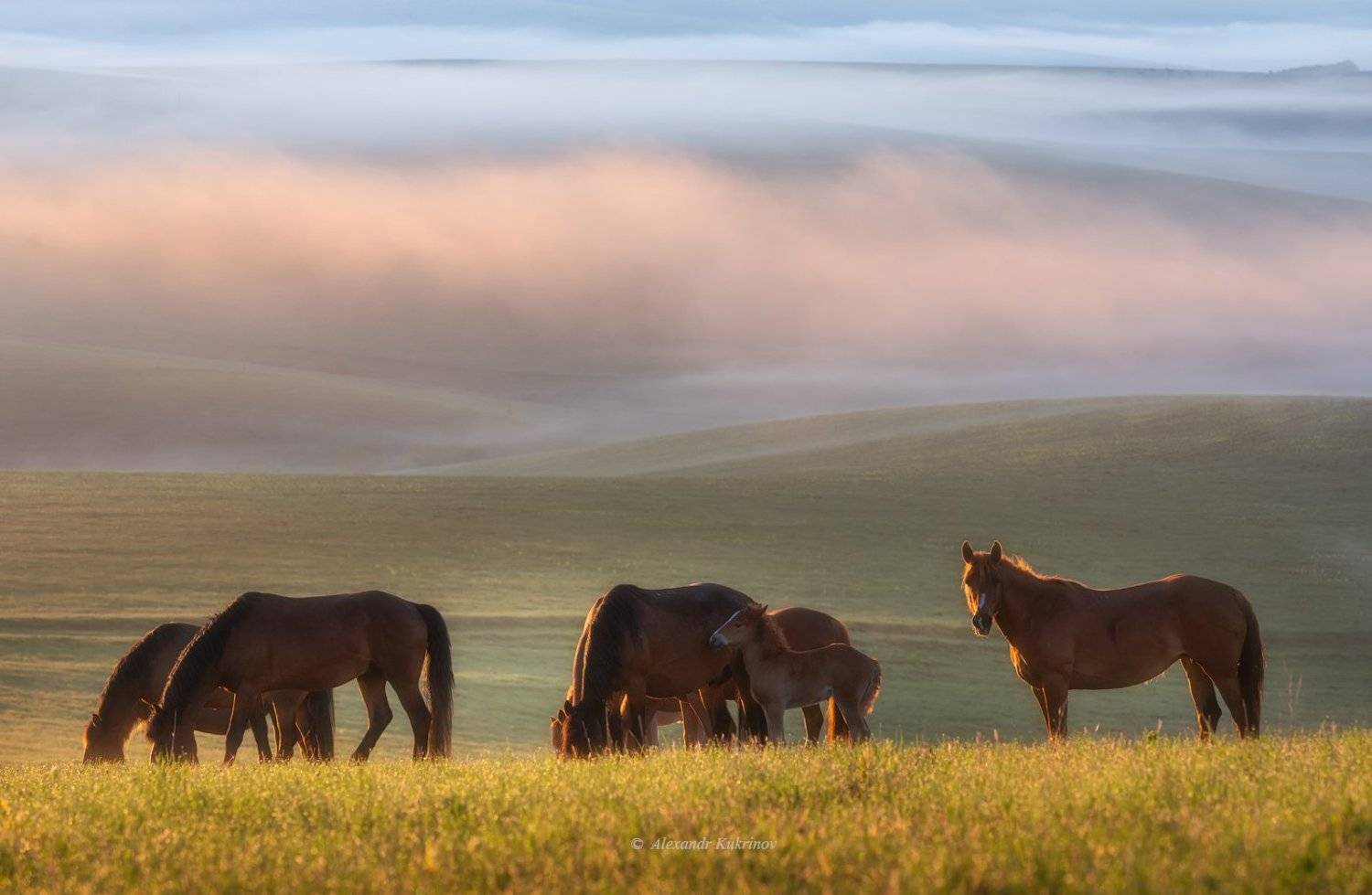алтай, лето, рассвет, утро, Александр Кукринов