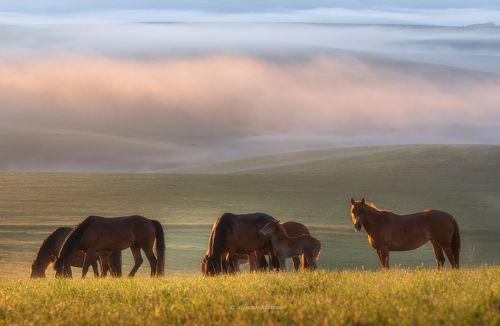 Алтайское утро...