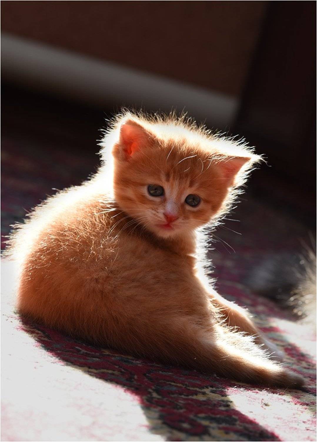 , Владимир Краснов