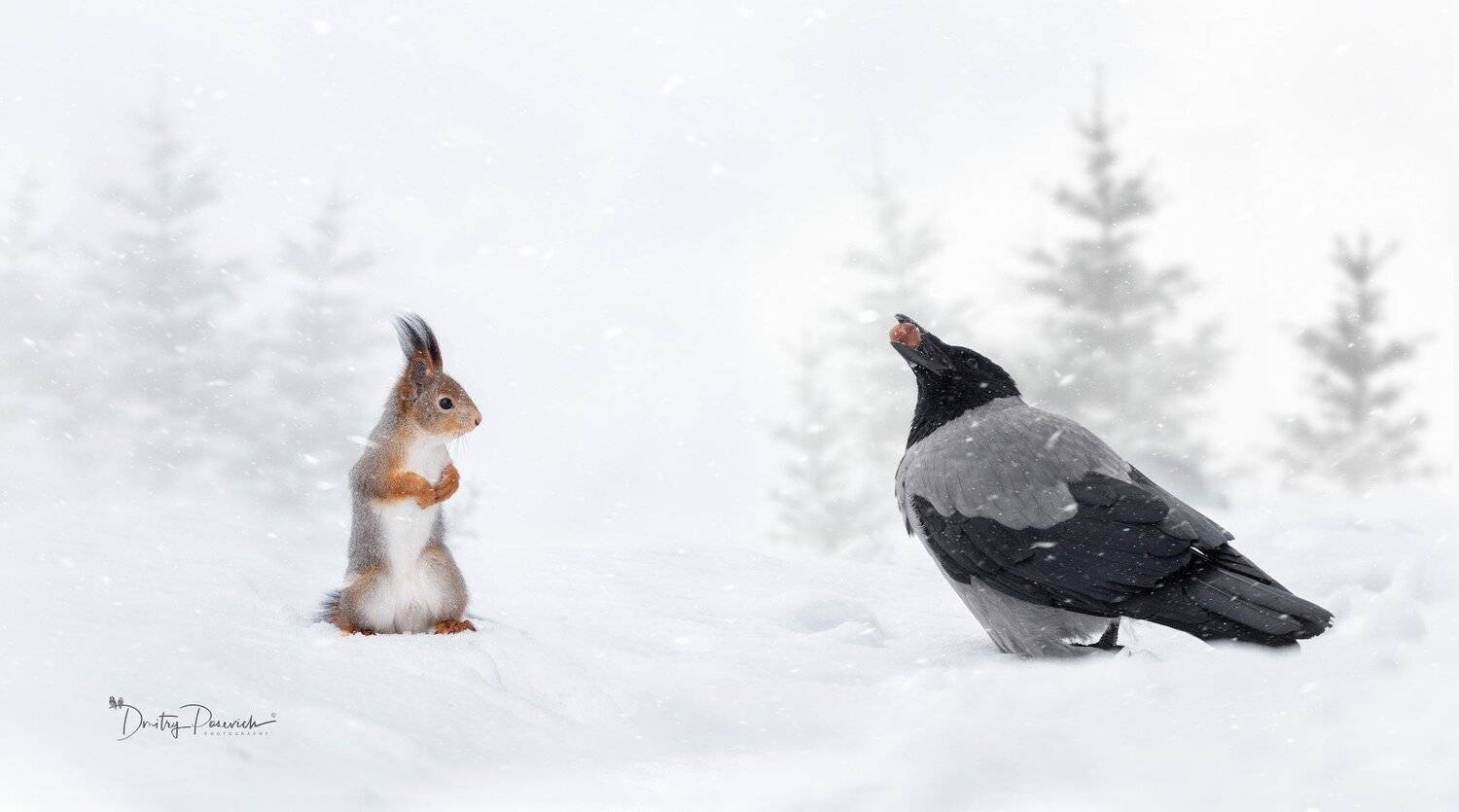 природа, животные, птицы, Дмитрий Посевич