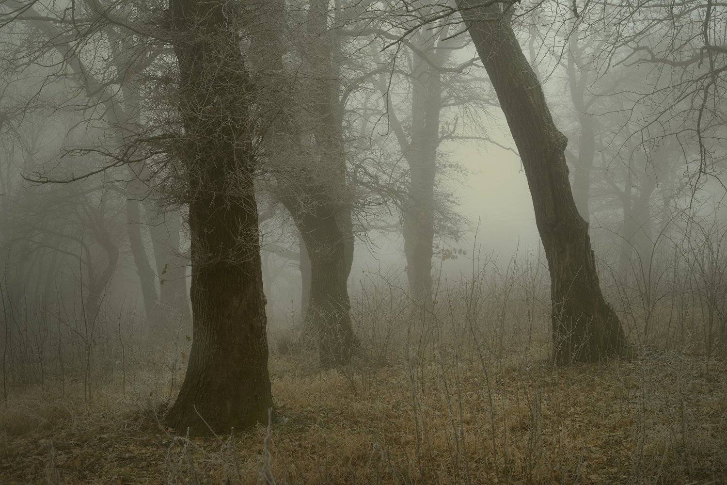 роща туман утро дуб, Александр Жарников