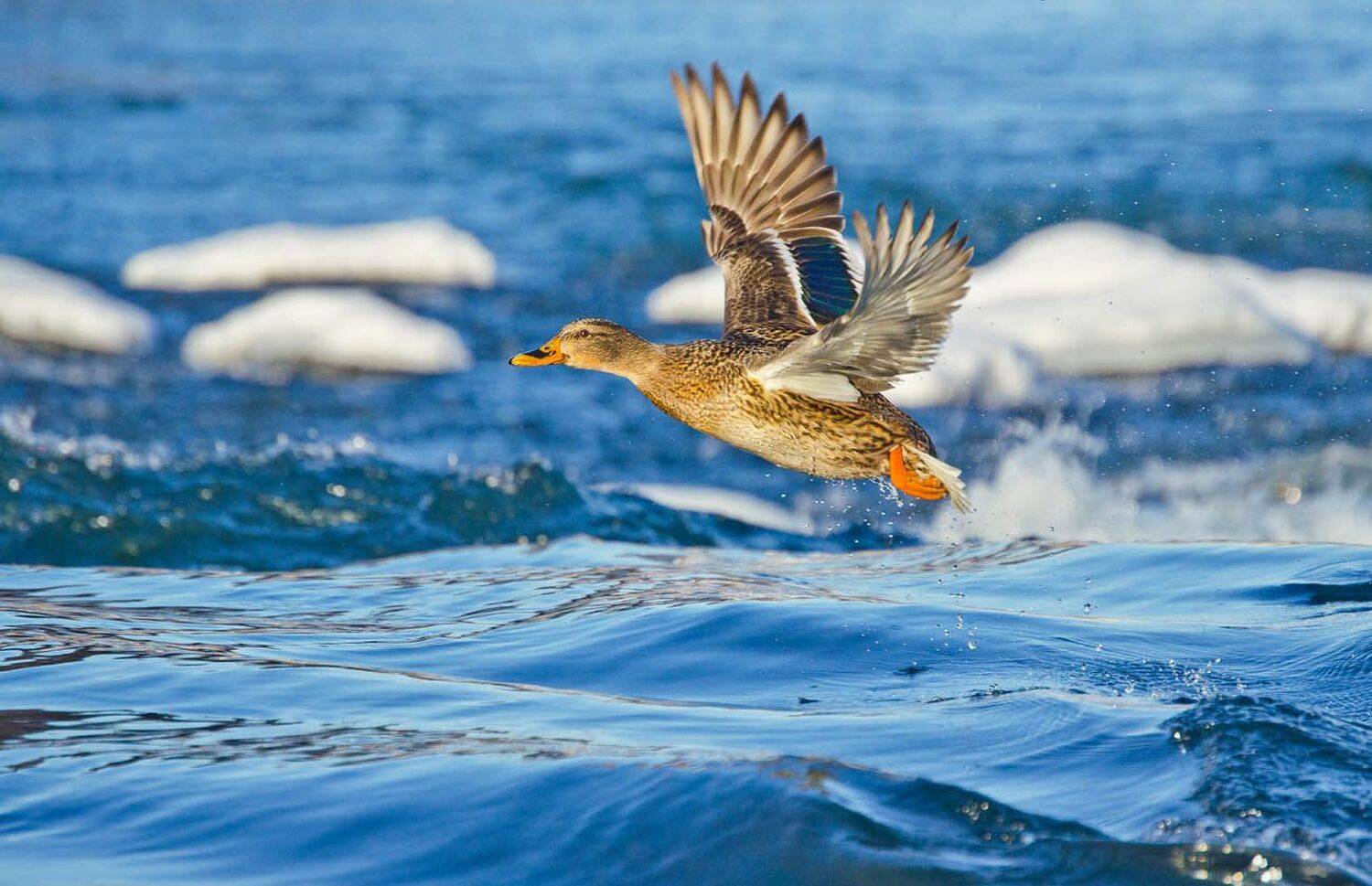 утка, кряква, птица, полёт, Михаил Агеев