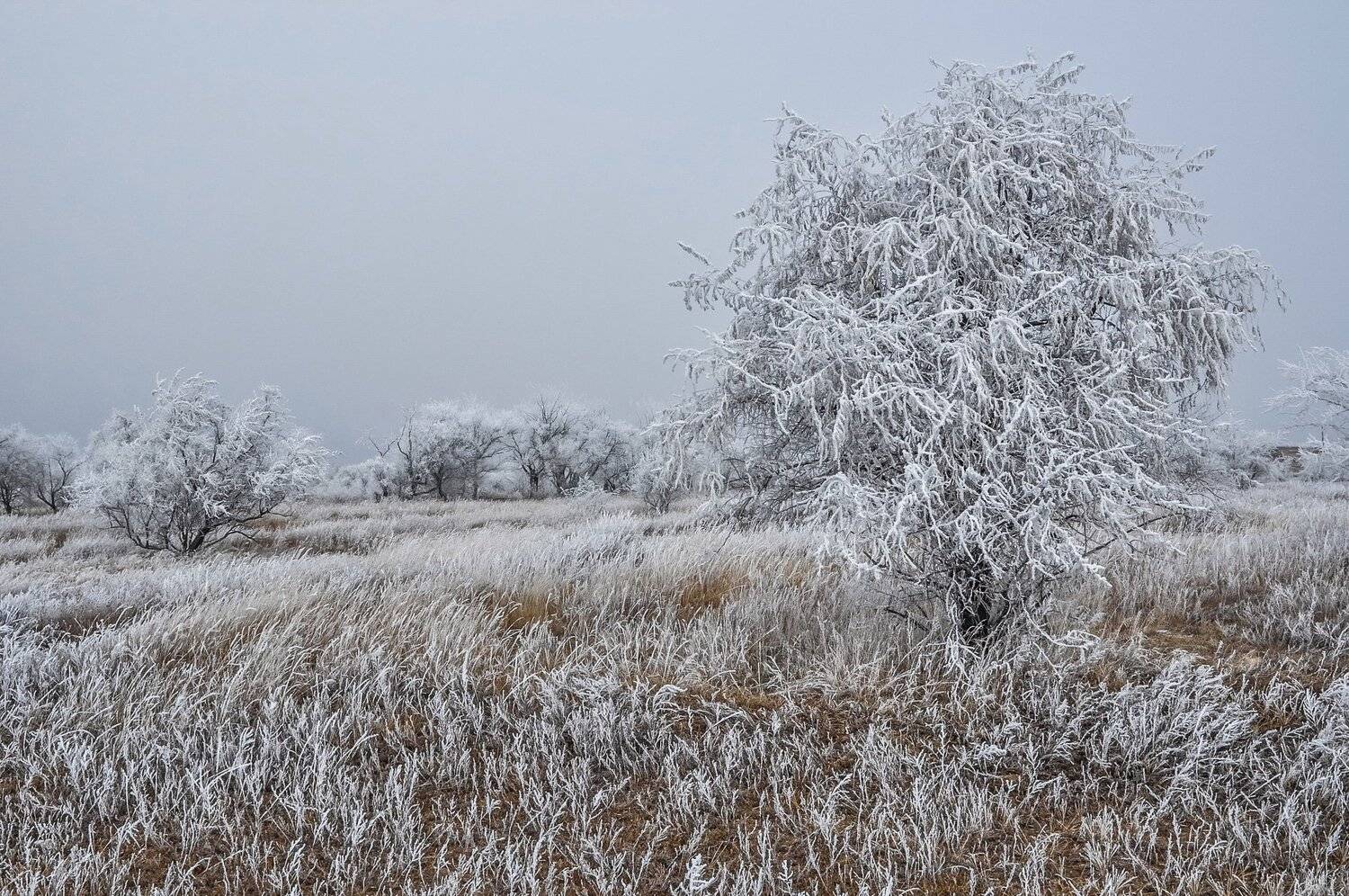 мороз, Евгений Дроботенко