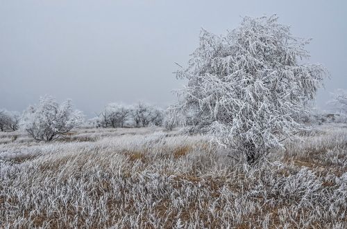 Морозный  денёк