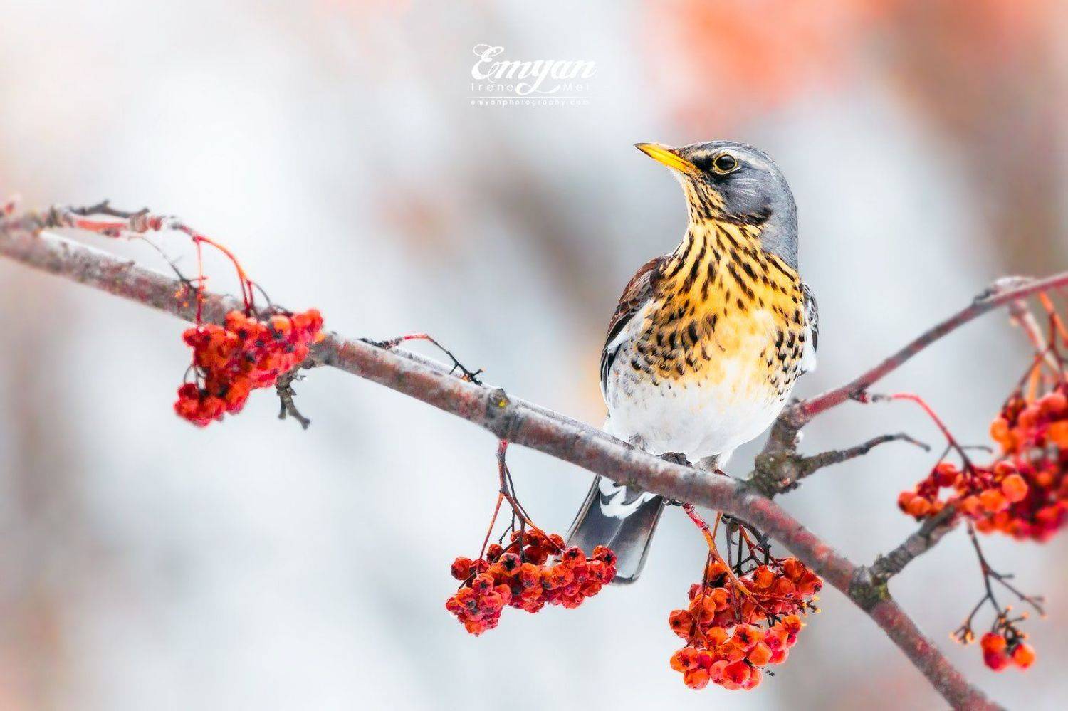 рябинник, дрозд, птицы, украина, canon, fieldfare, turdus pilaris, animals, birds, wildlife, Emyan