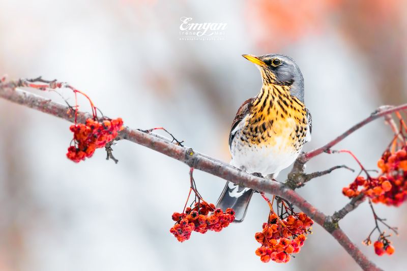 рябинник, дрозд, птицы, украина, canon, fieldfare, turdus pilaris, animals, birds, wildlife Рябинник зимой фото превью