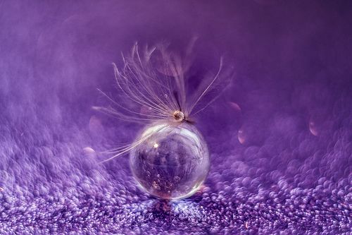 фиолетовый сон