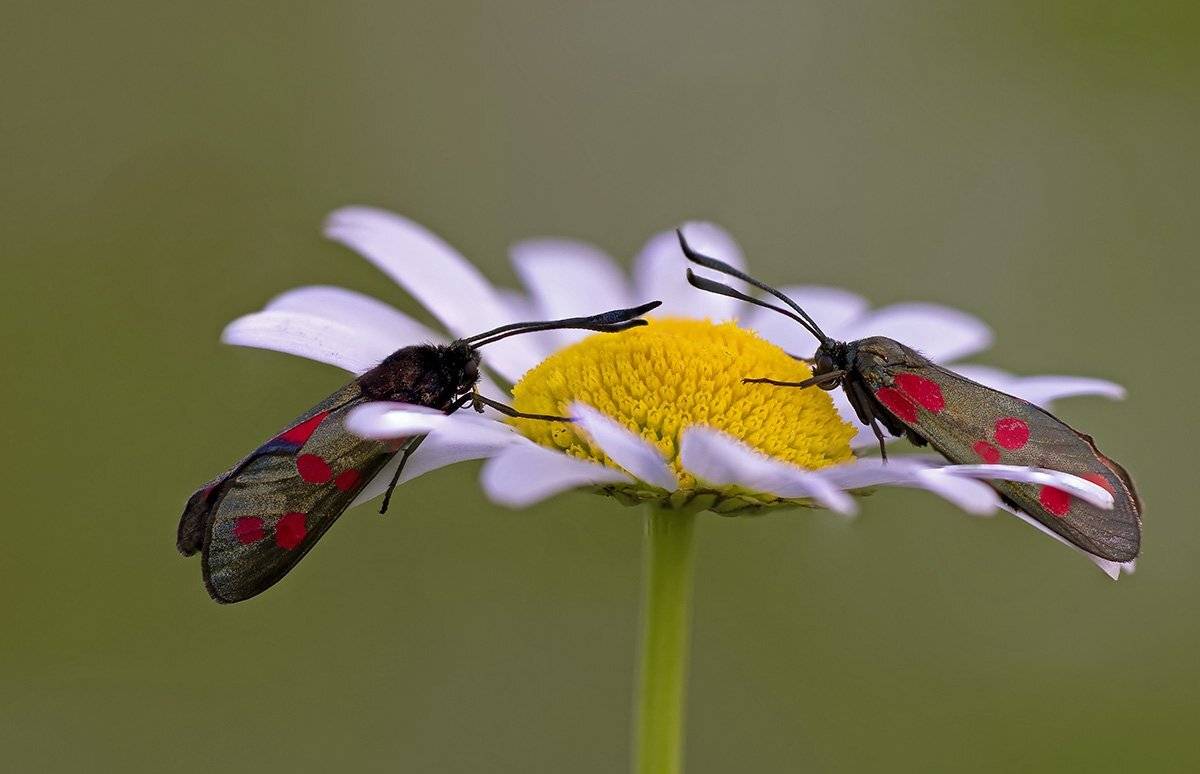 макро, насекомые, бабочки, пестрянка, Александр Земляной