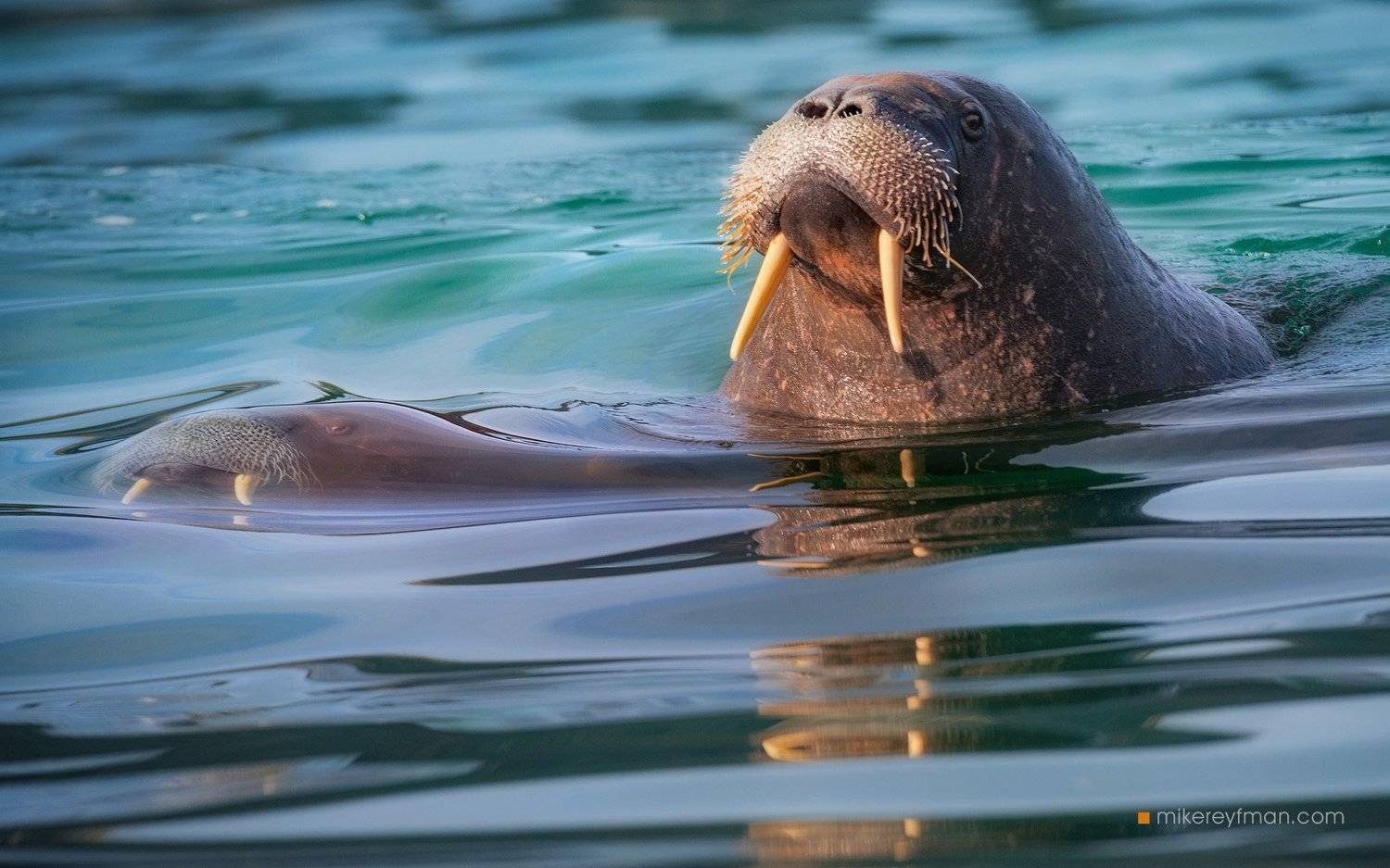 svalbard, norway, arctic, ocean, walrus, water, blue, Майк Рейфман