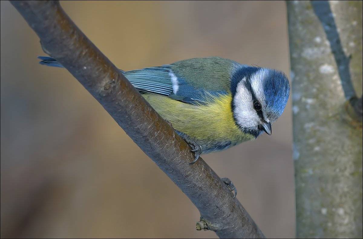 лазоревка, Андрей Медведев