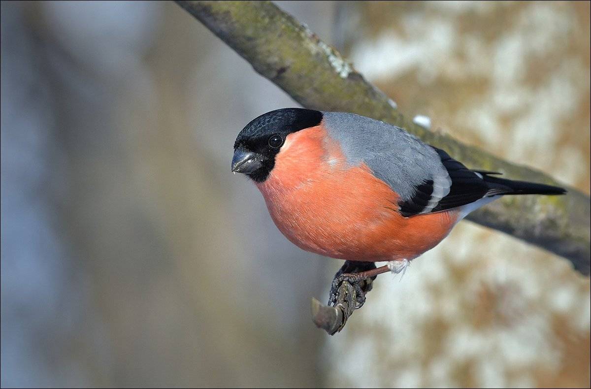 снегирь, Андрей Медведев