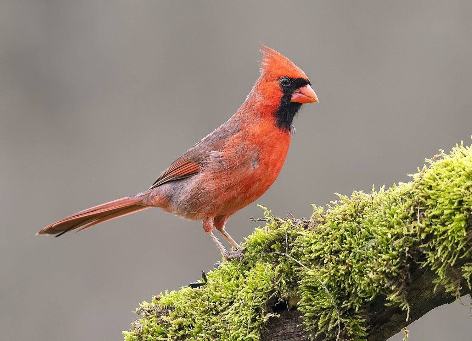 красный кардинал, кардинал, northern cardinal, Elizabeth Etkind