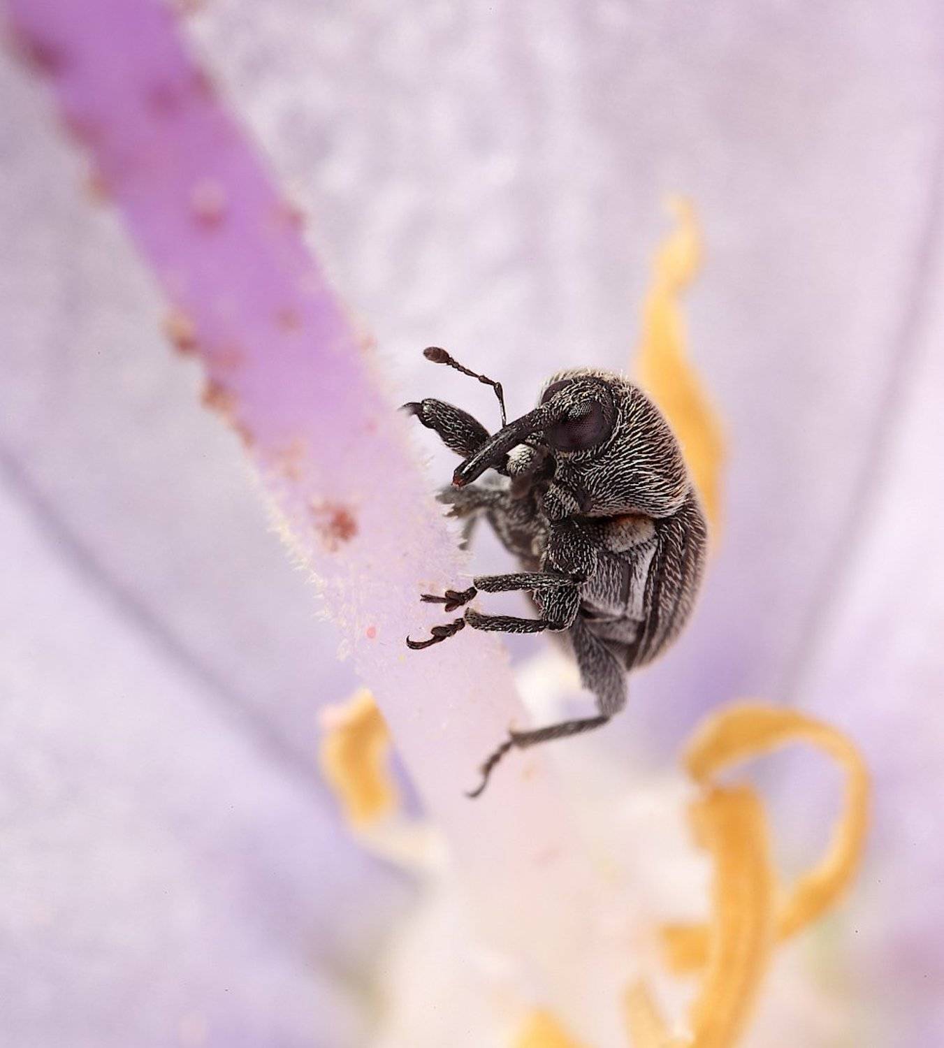 жук, долгоносик, колокольчик, creep, Александр Зорин