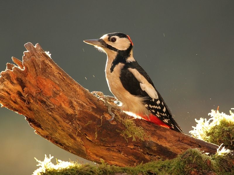 Dendrocopos major фото превью