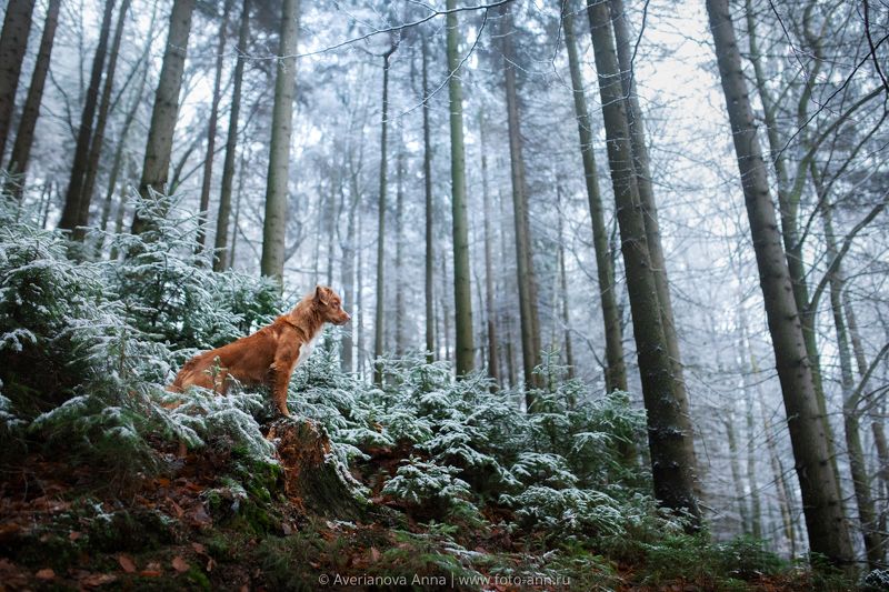 в лесу фото превью