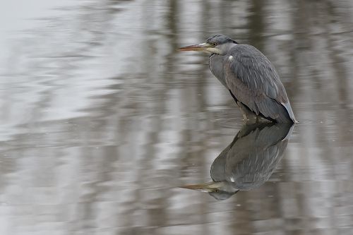 Ardea cinerea