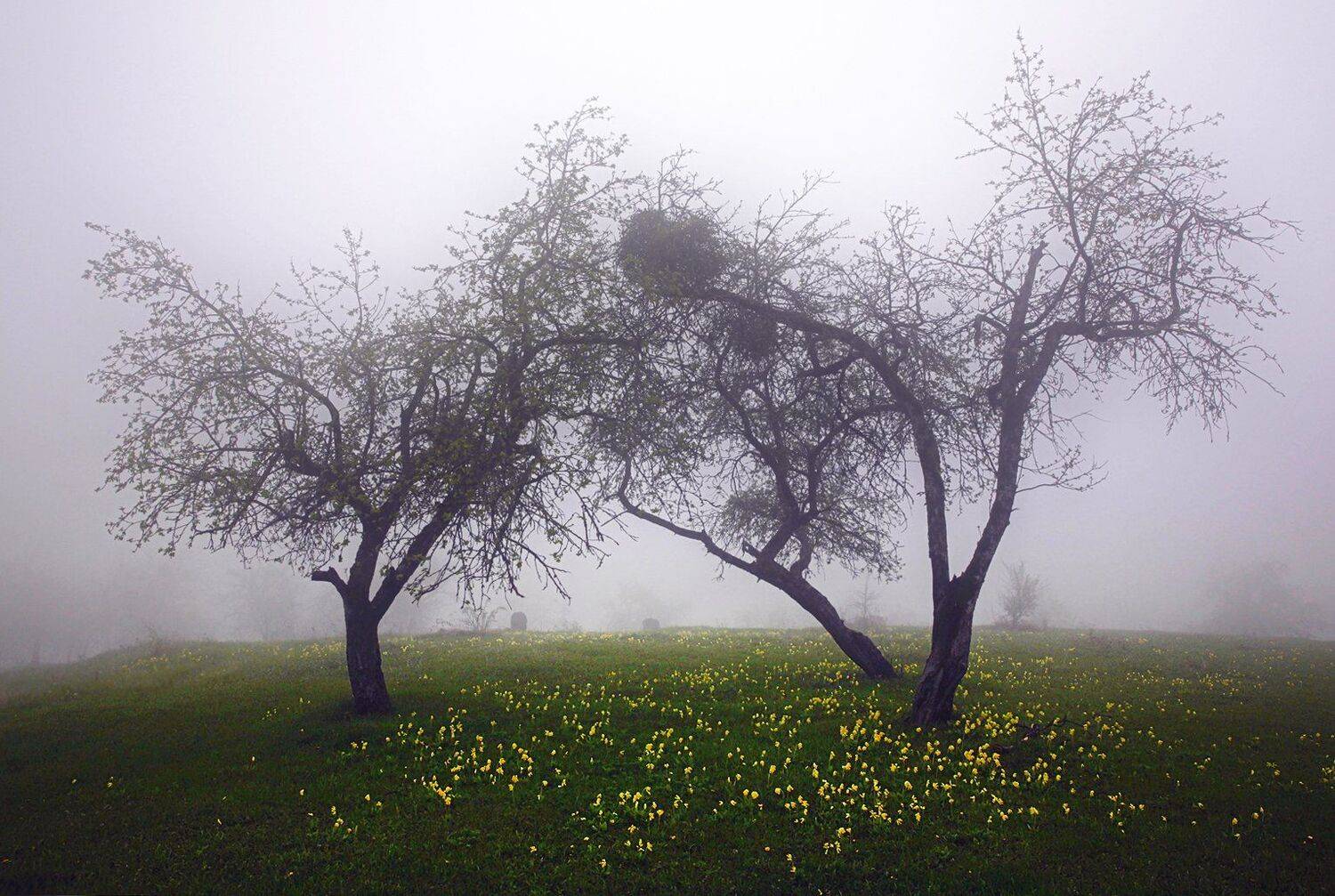 село,яблони,сад,весна, Marat Magov