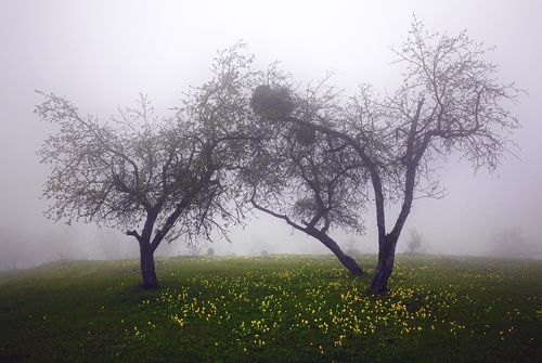 Три яблони на...