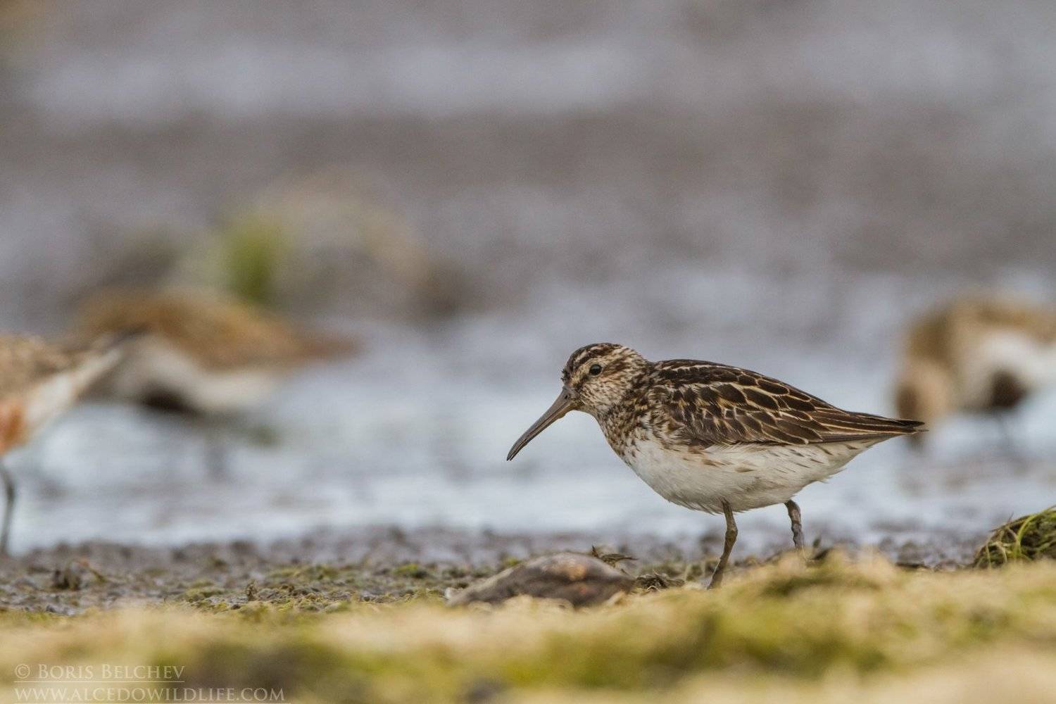 , Борис Белчев