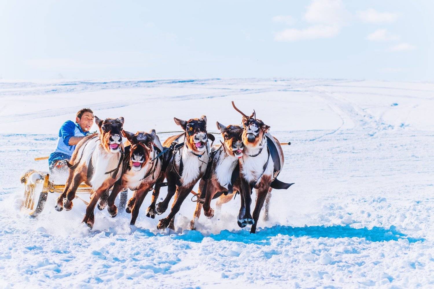 ямал, салехард , гонки ,ямал ,янао, олени, природа ,полярный урал, Настя Братка