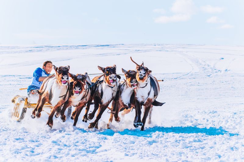 ямал, салехард , гонки ,ямал ,янао, олени, природа ,полярный урал \