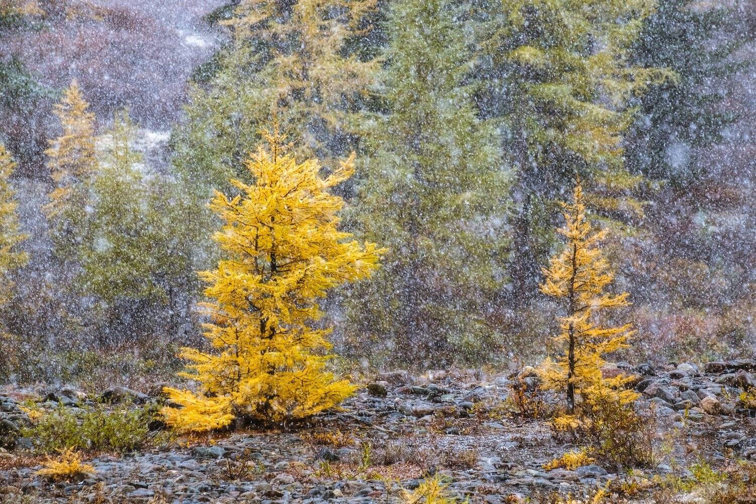 россия, алтай, республика алтай, сибирь, осень, природа, пейзаж, горы, хребет, поток, рассвет, утро, река, актру, снег, лиственница, Оборотов Алексей