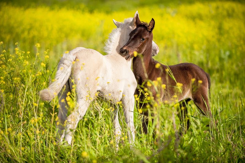 Весна фото превью