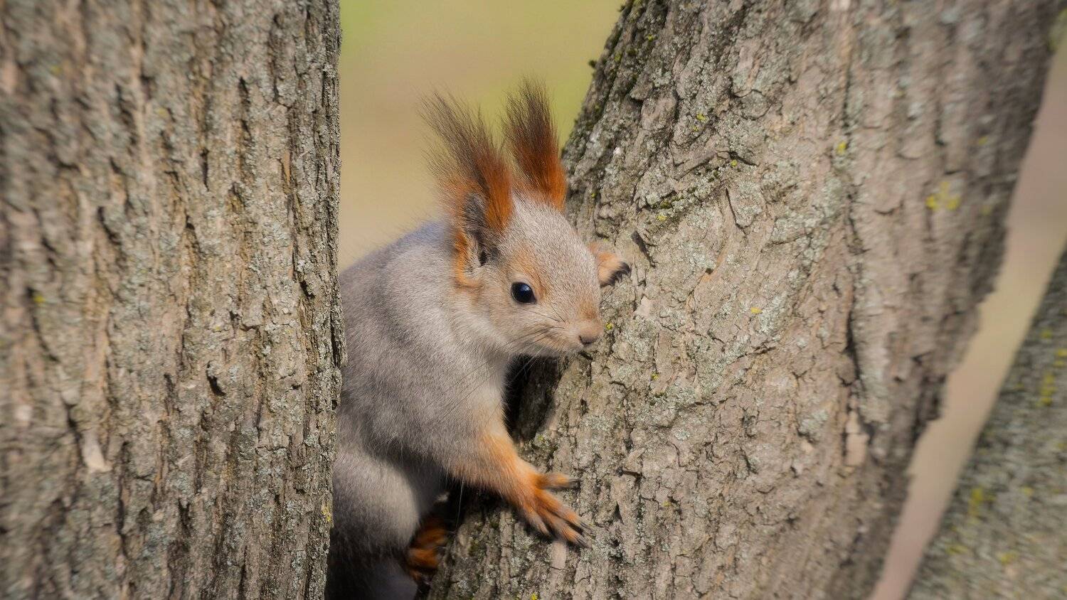 , Alexander Plekhanov