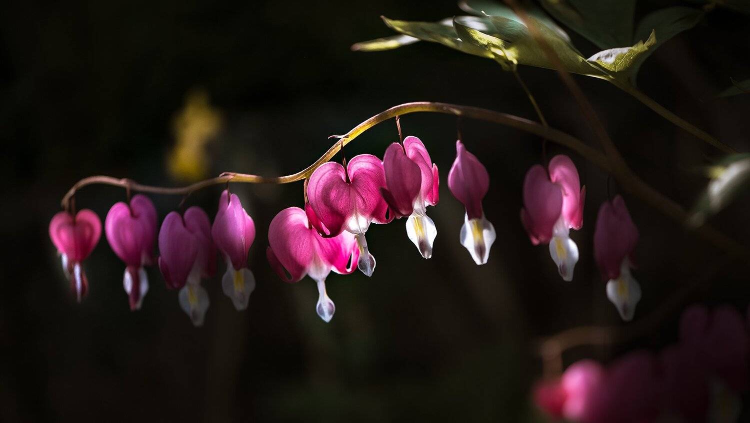 природа, макро, весна, цветы, дицентра, Неля Рачкова