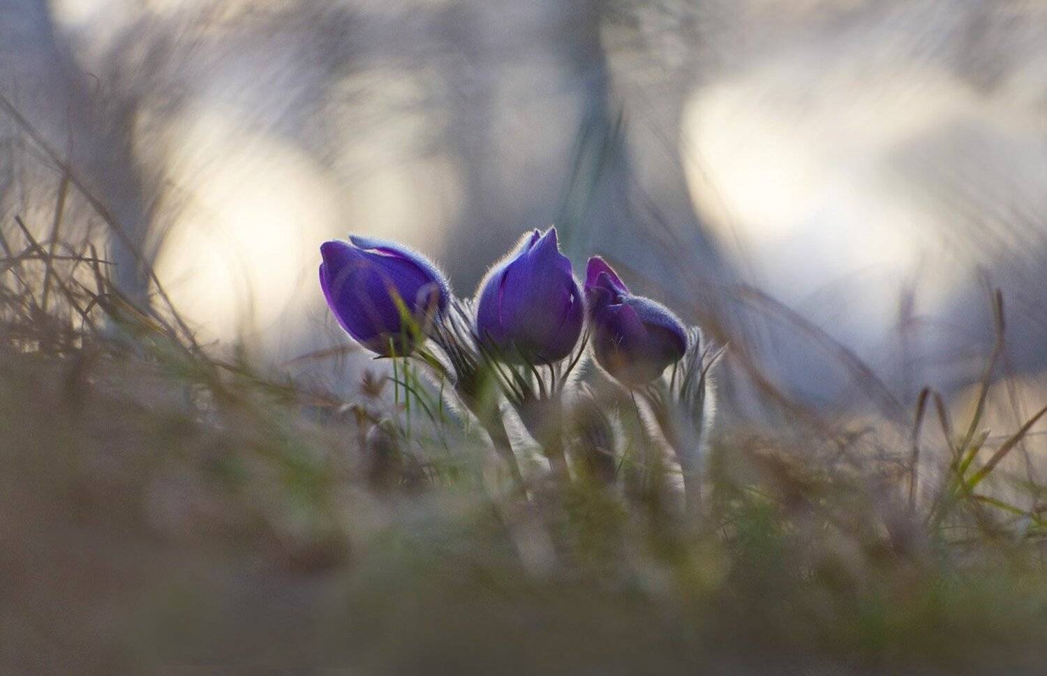 сон - трава, прострел, растение, весна, апрель, закат, Михаил Агеев