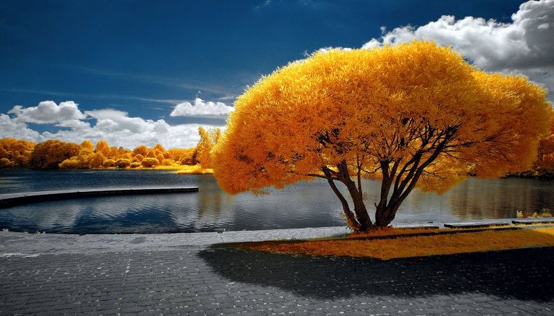 Дерево и тень. Инфракрасная фотография. фото превью