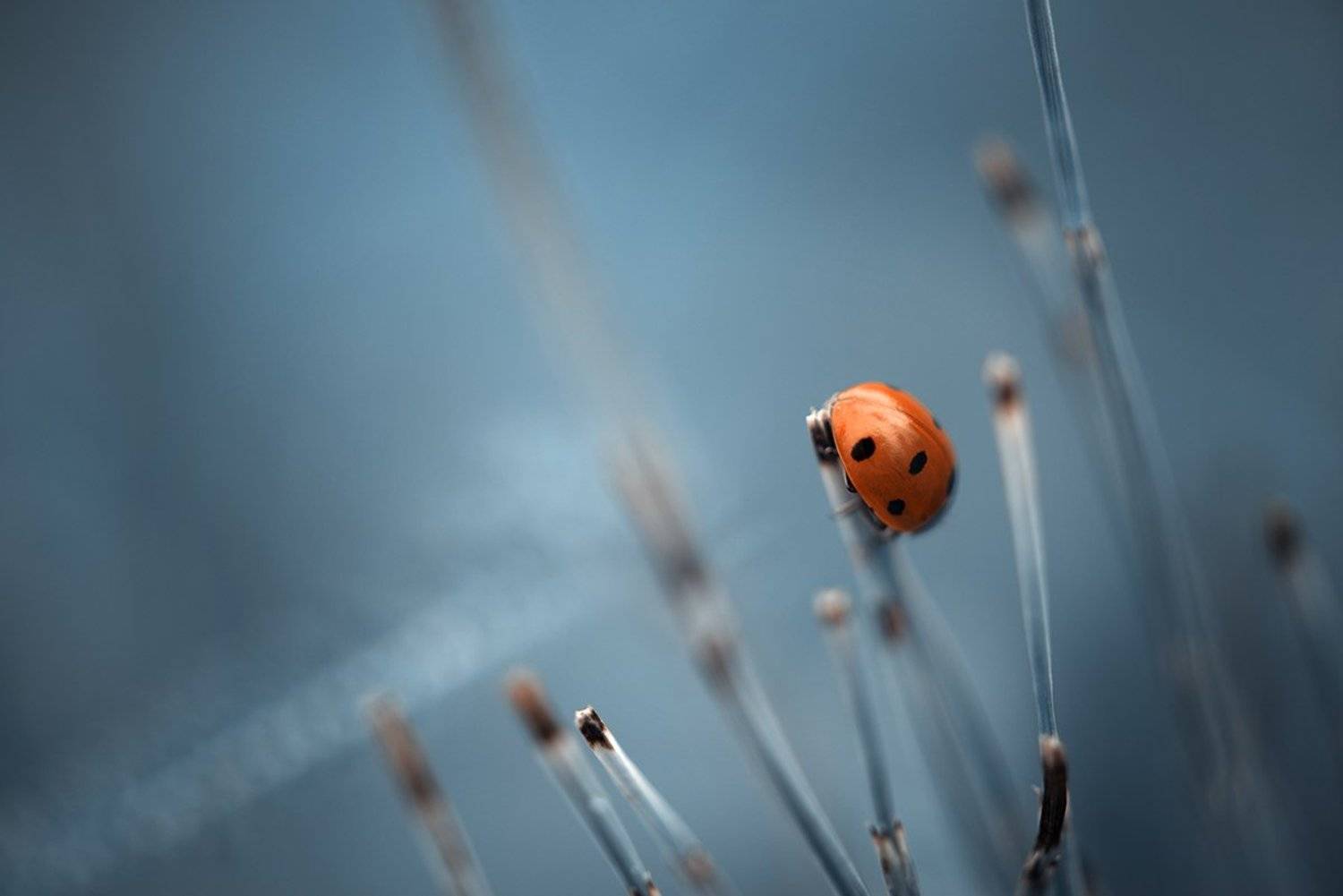 , Светлана Кужагалиева