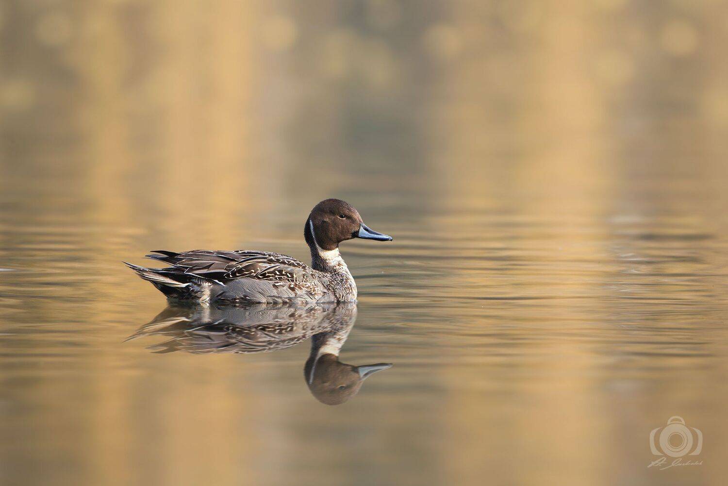 , Arkadiusz Michalak