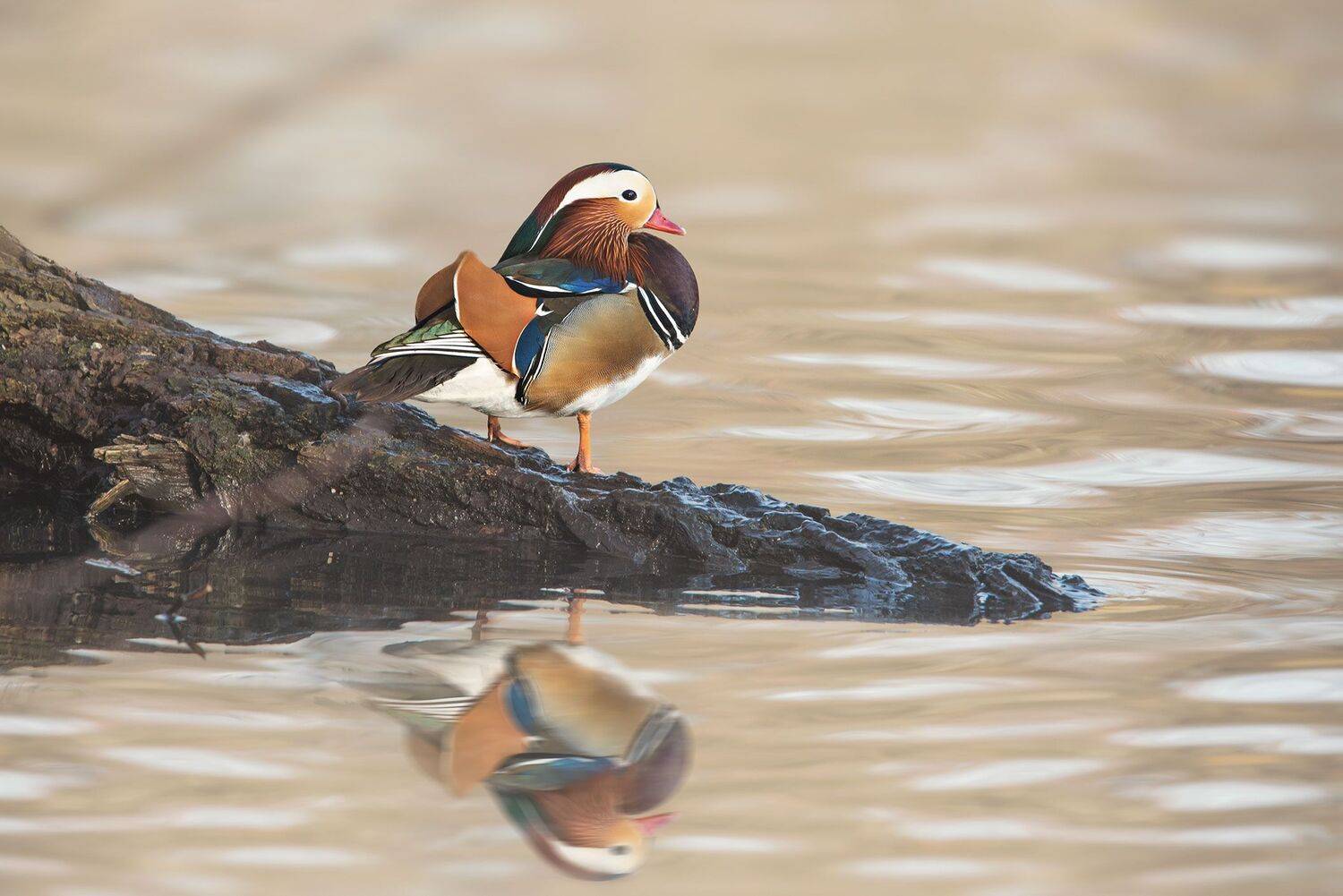 , Arkadiusz Michalak