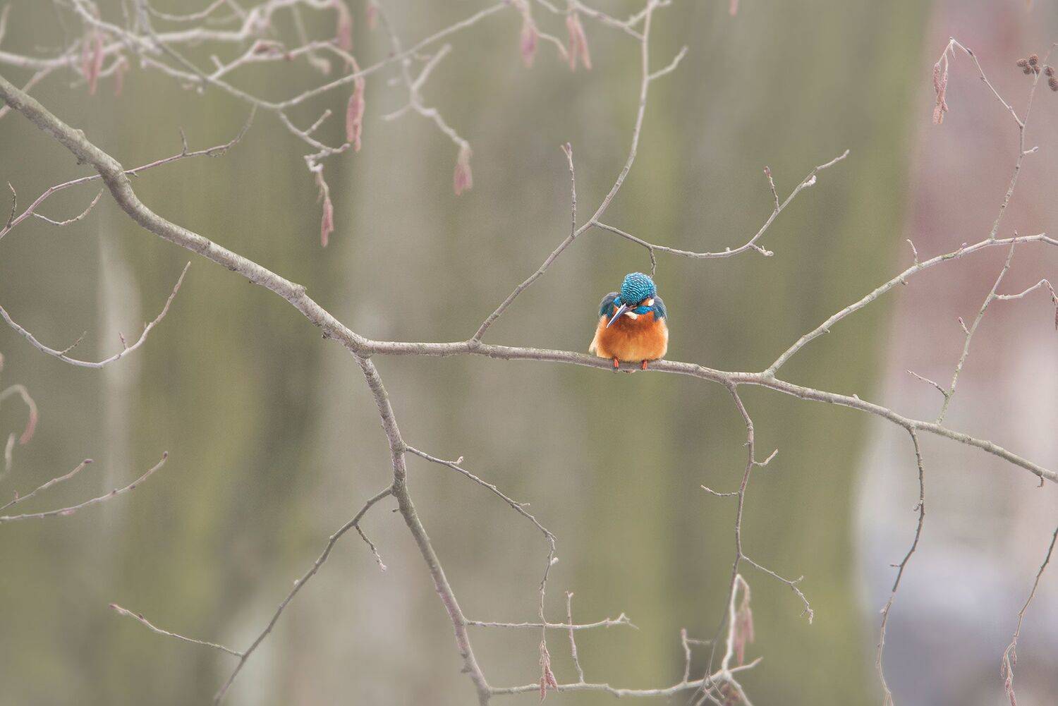 , Arkadiusz Michalak