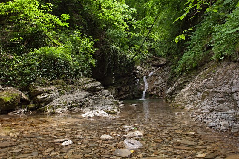 бешенка, агой  фото превью