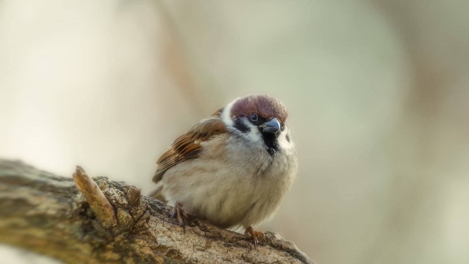 воробей, Alexander Plekhanov
