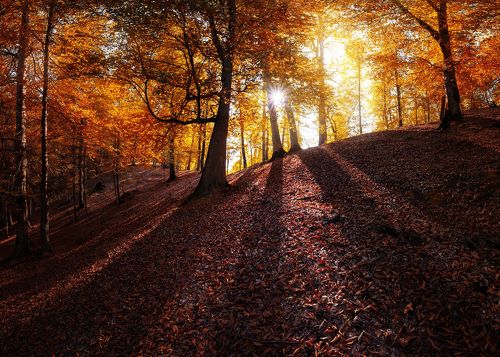 Autumn view