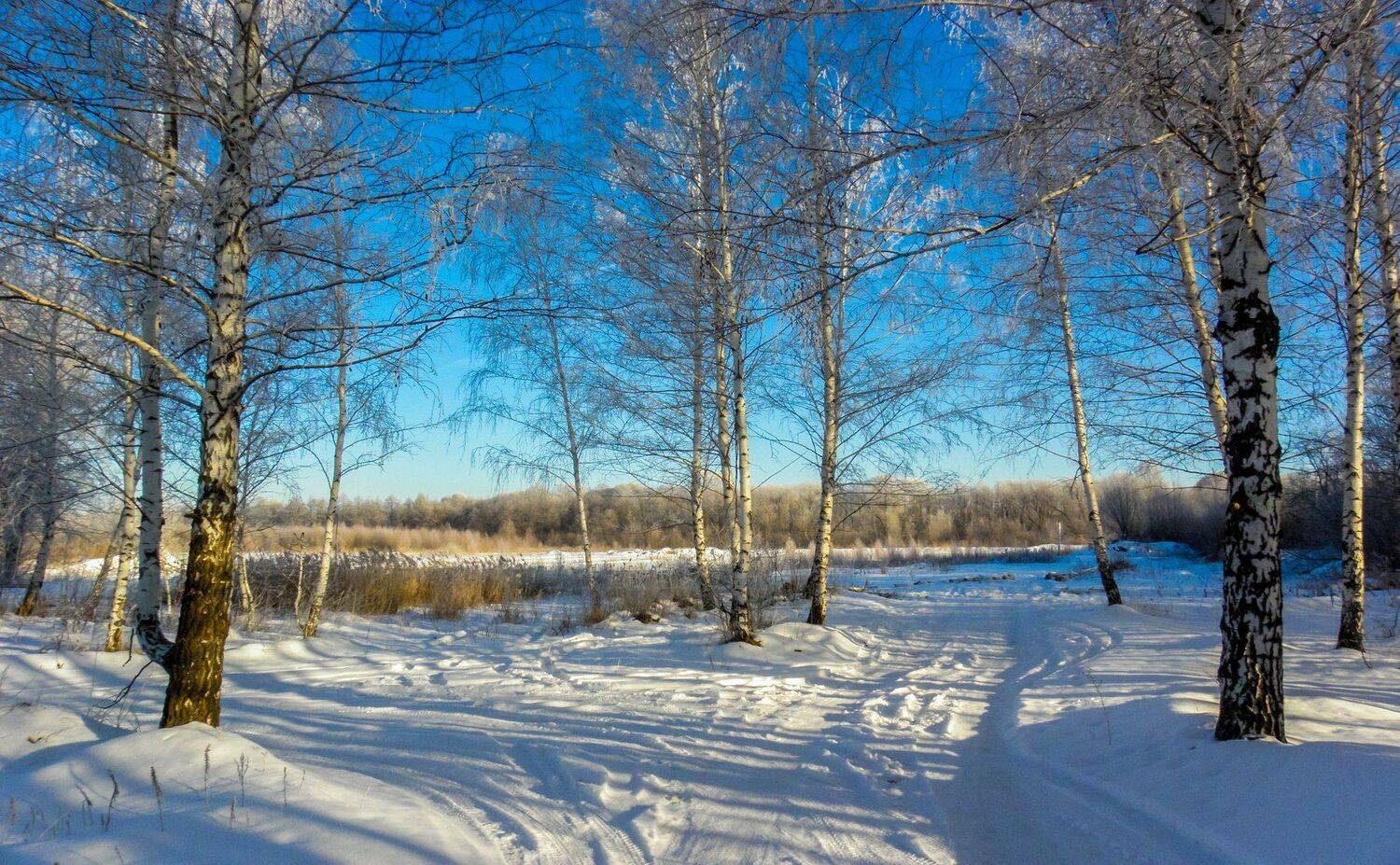усмань, снег, мороз, лес, иней, зима, берёзы, Руслан Востриков